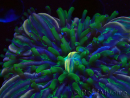 WYSIWYG- RAH Heliofungia fralinae 3 (Skelett 2,5 cm)