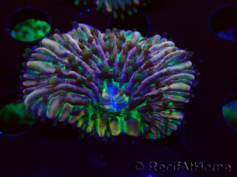 WYSIWYG- RAH Heliofungia fralinae 4 (Skelett 2,5 cm)