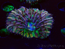 WYSIWYG - RAH Heliofungia fralinae 4 (Esqueleto 2.5 cm)
