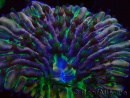 WYSIWYG - RAH Heliofungia fralinae 4 (Esqueleto 2.5 cm)