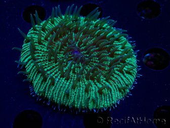 WYSIWYG - RAH Fungia fungitesélevage RAH 2 (4 cm)