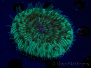 WYSIWYG - RAH Fungia fungitesélevage RAH 2 (4 cm)