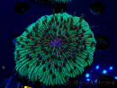 WYSIWYG - RAH Fungia fungites élevage RAH 5 (4.5 cm)