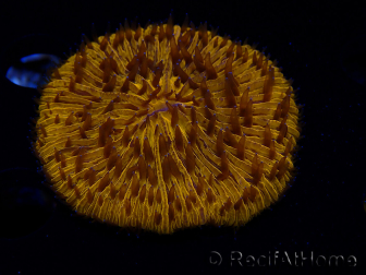 WYSIWYG Cycloseris sp 25 (4.5 cm)