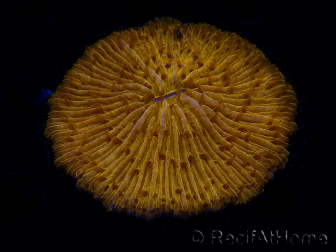WYSIWYG Cycloseris sp 12 (7 cm)