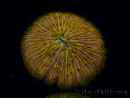 WYSIWYG Cycloseris sp 13 Ultra Neon Orange (4 cm)
