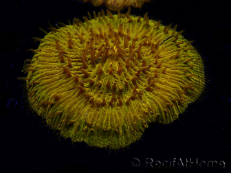 WYSIWYG Cycloseris sp 14 Ultra Neon Orange (4.5 cm)