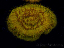 WYSIWYG Cycloseris sp 14 Ultra Neon Orange (4.5 cm)