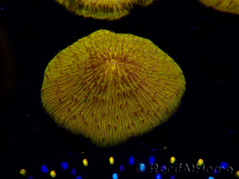 WYSIWYG Cycloseris sp 15 (5 cm)