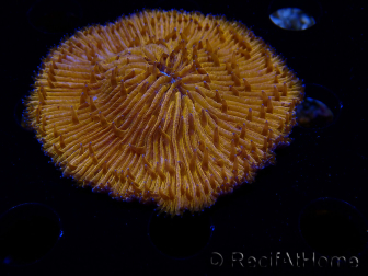 WYSIWYG Cycloseris sp (6.5 cm)