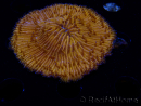 WYSIWYG Cycloseris sp 16 Ultra Neon Orange (6.5 cm)