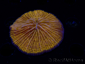 WYSIWYG Cycloseris sp 17 (5 cm)
