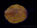 WYSIWYG Cycloseris sp 17 Ultra Neon Orange (5 cm)