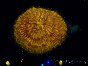 WYSIWYG Cycloseris sp 20 (5.5 cm)