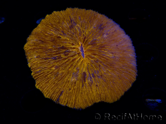 WYSIWYG Cycloseris sp 21 (6.5 cm)