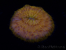WYSIWYG Cycloseris sp 22 Ultra Neon Orange (4 cm)
