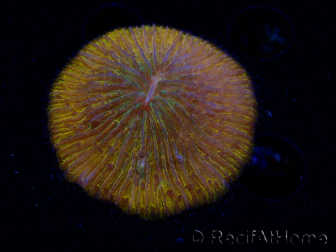 WYSIWYG Cycloseris sp 23 (5.5 cm)