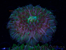 WYSIWYG- RAH Heliofungia fralinae 2 (Scheletro 2,5 cm)