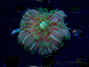 WYSIWYG- RAH Heliofungia fralinae 3 (Skelett 2,5 cm)