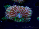 WYSIWYG - RAH Heliofungia fralinae 4 (Esqueleto 2.5 cm)