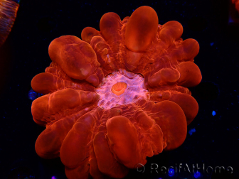 WYSIWYG Cynarina lacrymalis 6 (Skeleton 4 cm) 