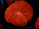 WYSIWYG Cynarina lacrymalis 15 (Scheletro 4 cm)