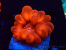 WYSIWYG Cynarina lacrymalis 3 (Scheletro 3,5 cm/aperto 6 cm)