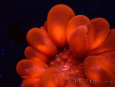 WYSIWYG Cynarina lacrymalis 3 (Scheletro 3,5 cm/aperto 6 cm)