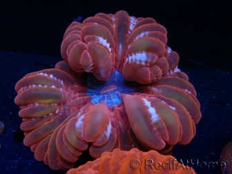 WYSIWYG Cynarina lacrymalis 13 (Esqueleto 4 cm)