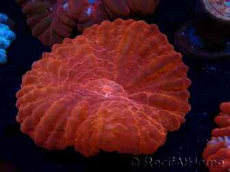 WYSIWYG Cynarina lacrymalis 15 (Scheletro 4 cm)