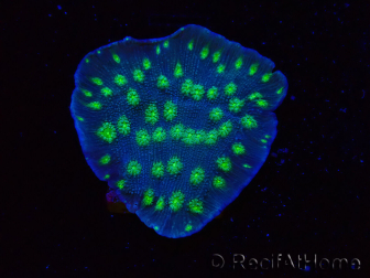 WYSIWYG Echinopora lamellosa 12L3