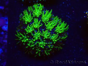 WYSIWYG - RAH Galaxea Green Nuclear 1