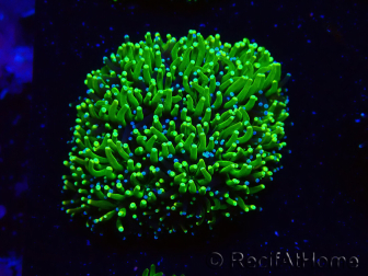 WYSIWYG - RAH Galaxea Green torch yellow tips 3