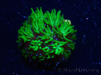WYSIWYG - RAH Galaxea Green Nuclear 6