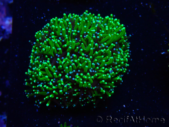WYSIWYG - RAH Galaxea Green torch yellow tips 3