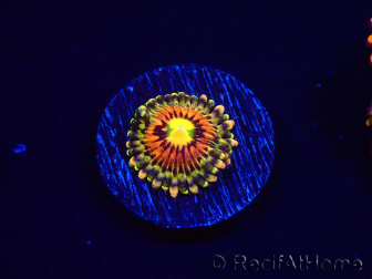 WYSIWYG - Zoanthus Rainbow Incinerator 2A10