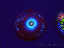 WYSIWYG - Zoanthus Frozen Nebula 2A8