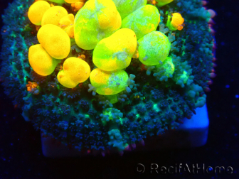 WYSIWYG WWC OG Bounce 2 (2.5cm)