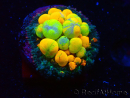 WYSIWYG WWC OG Bounce 3 (1.5 - 2cm)