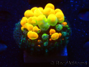 WYSIWYG WWC OG Bounce 4 (1.5 - 2cm)