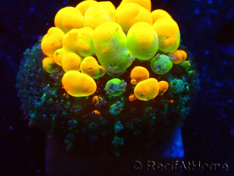 WYSIWYG WWC OG Bounce 4 (1.5 - 2cm)