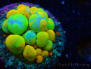 WYSIWYG WWC OG Bounce 3 (1.5 - 2cm)