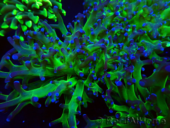WYSIWYG Euphyllia paradivisa (Unter LED beleuchtete Marikultur-akklimatisiert)