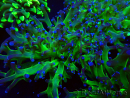 WYSIWYG Euphyllia paradivisa (Mariculture acclimated under LED)