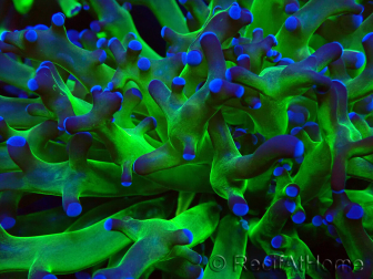WYSIWYG Euphyllia paradivisa (Mariculture acclimated under LED)