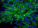 WYSIWYG Euphyllia paradivisa (Mariculture acclimaté sous LED)