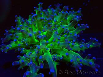 WYSIWYG Euphyllia paradivisa (Mariculture acclimaté sous LED)