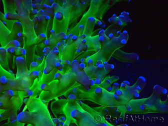 WYSIWYG Euphyllia paradivisa (Mariculture acclimaté sous LED)