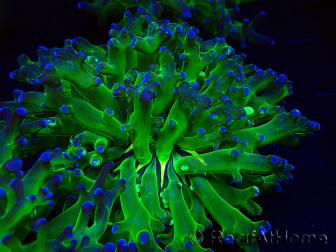 WYSIWYG Euphyllia paradivisa (Mariculture acclimated under LED)