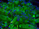 WYSIWYG Euphyllia paradivisa (Maricultura aclimatada bajo LED)